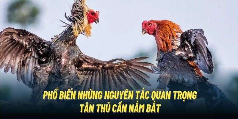 Phổ biến những nguyên tắc quan trọng tân thủ cần nắm bắt